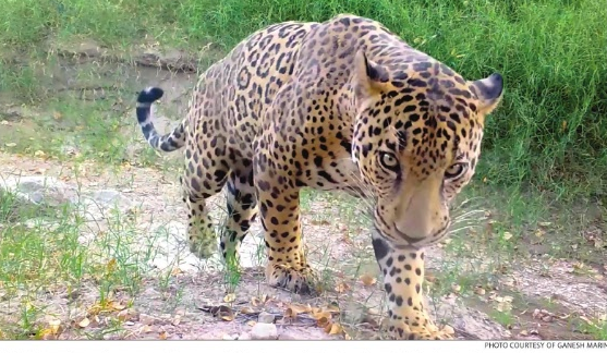 a photo of the jaguar Valerio (credit: Ganesh Marin)